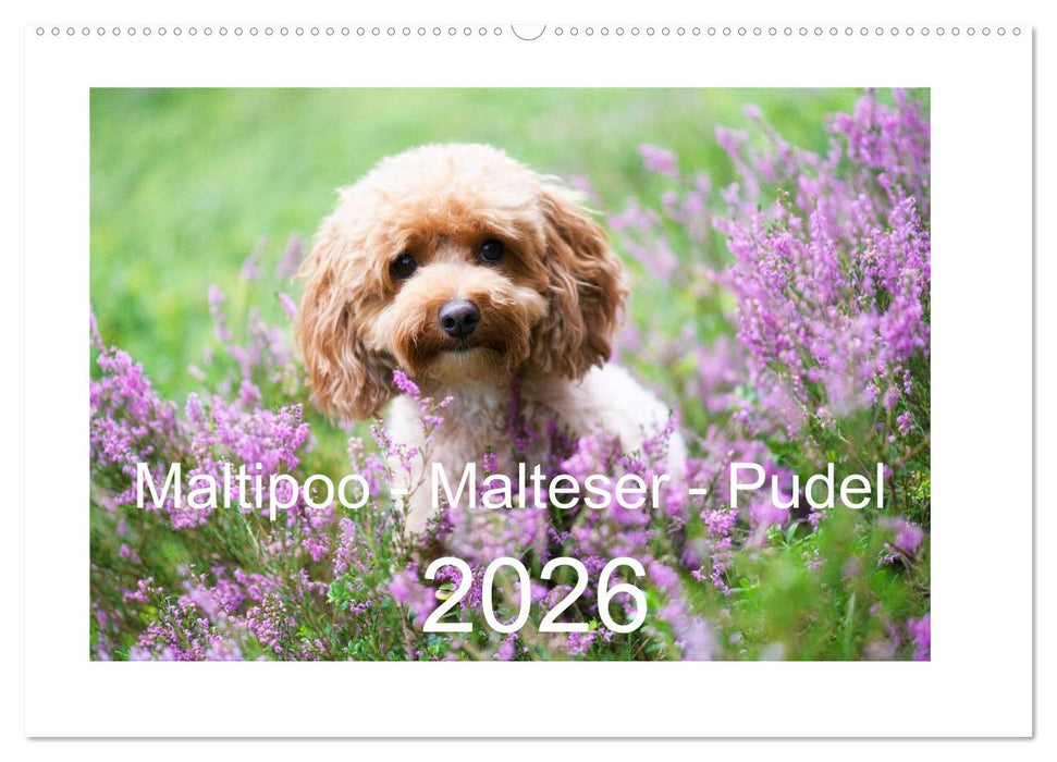 Maltipoo - Malteser -Pudel (CALVENDO Wandkalender 2026)