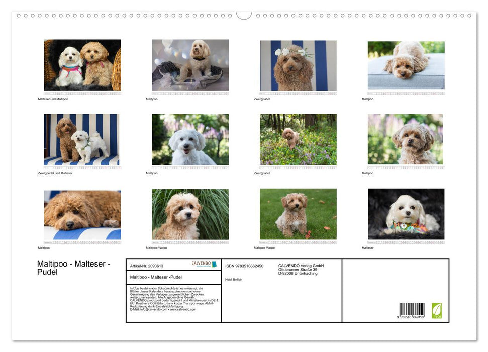 Maltipoo - Malteser -Pudel (CALVENDO Wandkalender 2026)