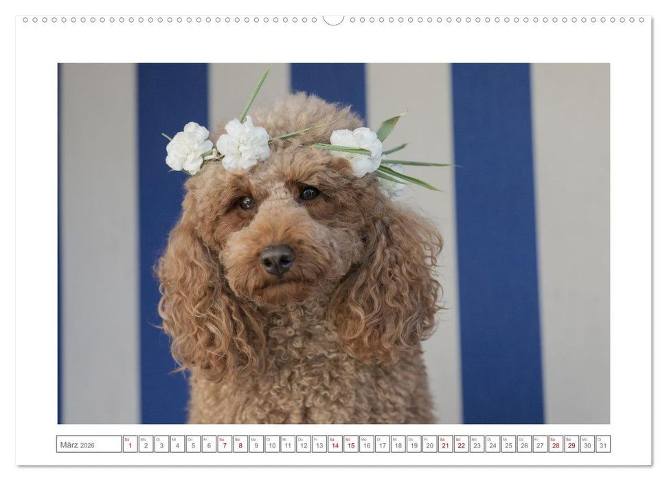 Maltipoo - Malteser -Pudel (CALVENDO Wandkalender 2026)