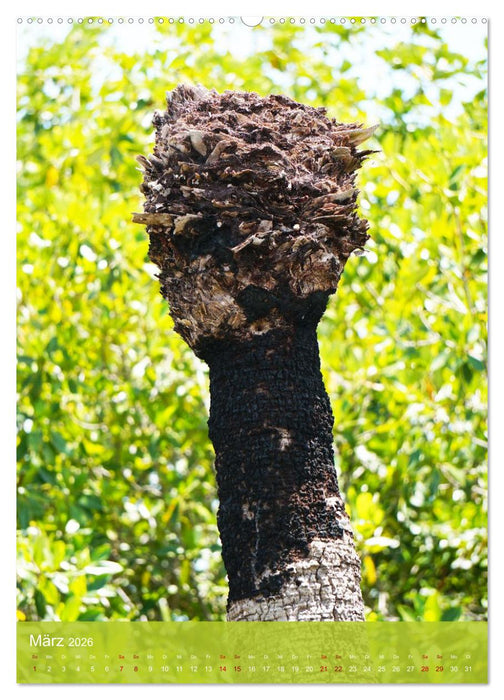 Geisterbäume (CALVENDO Wandkalender 2026)