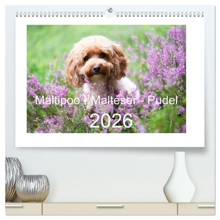 Maltipoo - Malteser -Pudel (CALVENDO Premium Wandkalender 2026)