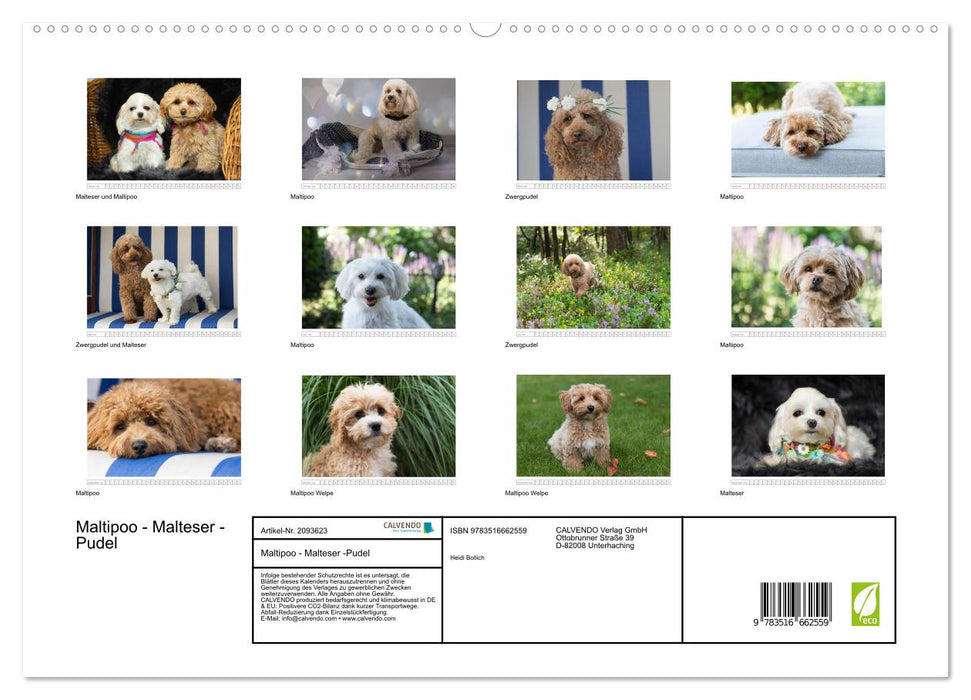 Maltipoo - Malteser -Pudel (CALVENDO Premium Wandkalender 2026)