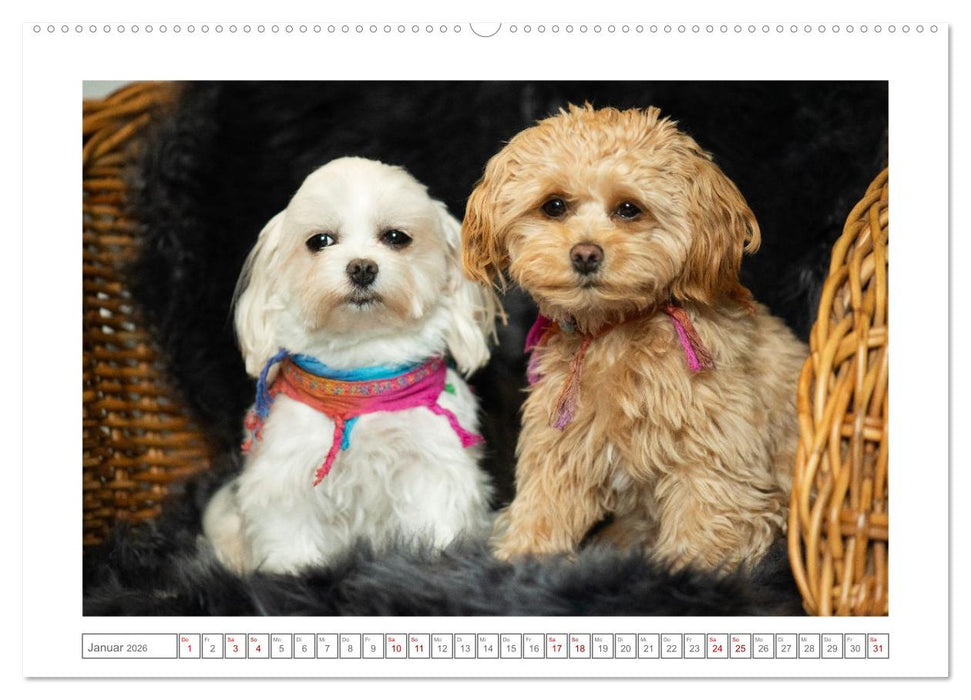 Maltipoo - Malteser -Pudel (CALVENDO Premium Wandkalender 2026)