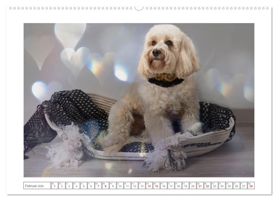 Maltipoo - Malteser -Pudel (CALVENDO Premium Wandkalender 2026)