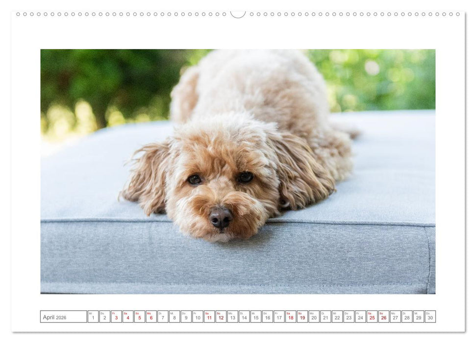 Maltipoo - Malteser -Pudel (CALVENDO Premium Wandkalender 2026)