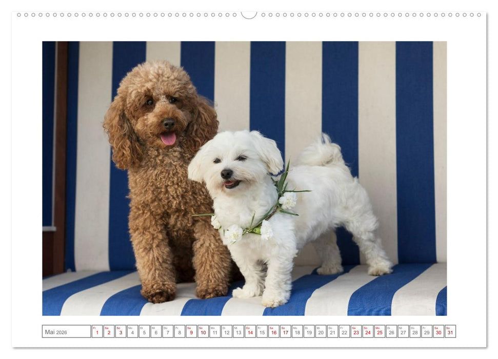 Maltipoo - Malteser -Pudel (CALVENDO Premium Wandkalender 2026)
