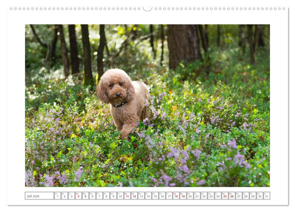 Maltipoo - Malteser -Pudel (CALVENDO Premium Wandkalender 2026)