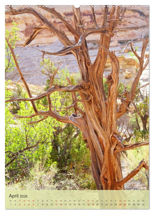 Geisterbäume (CALVENDO Premium Wandkalender 2026)