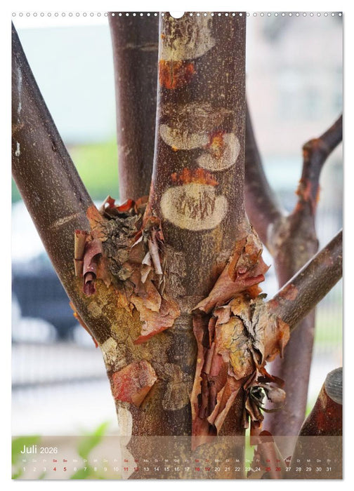 Geisterbäume (CALVENDO Premium Wandkalender 2026)