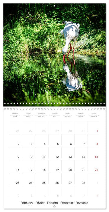 Whispers of Wings (CALVENDO Monthly Calendar 2026)