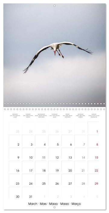 Whispers of Wings (CALVENDO Monthly Calendar 2026)