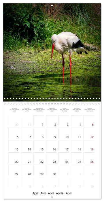 Whispers of Wings (CALVENDO Monthly Calendar 2026)