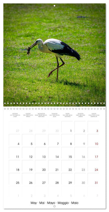 Whispers of Wings (CALVENDO Monthly Calendar 2026)