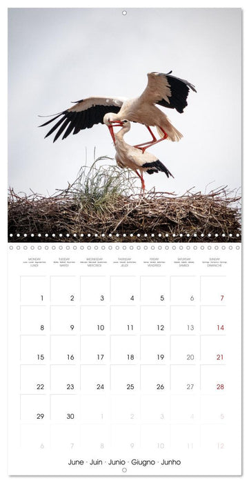 Whispers of Wings (CALVENDO Monthly Calendar 2026)