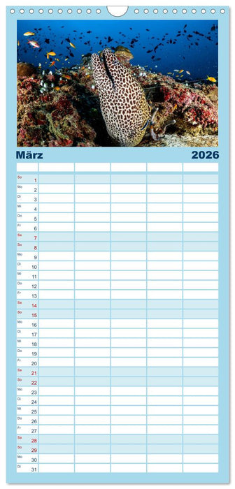 Faszinierende Meereswelt der Malediven (CALVENDO Familienplaner 2026)