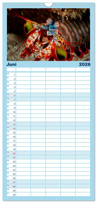 Faszinierende Meereswelt der Malediven (CALVENDO Familienplaner 2026)