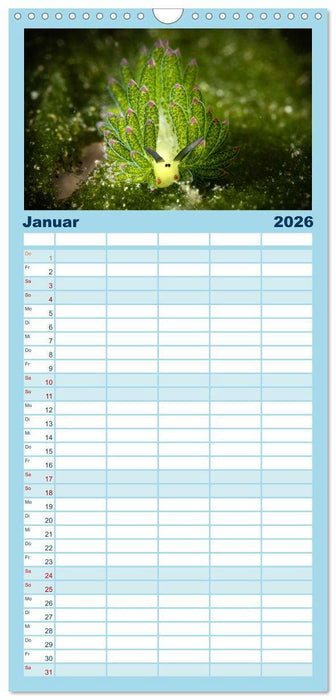 Nudis – Die bunte Welt der Nacktschnecken (CALVENDO Familienplaner 2026)