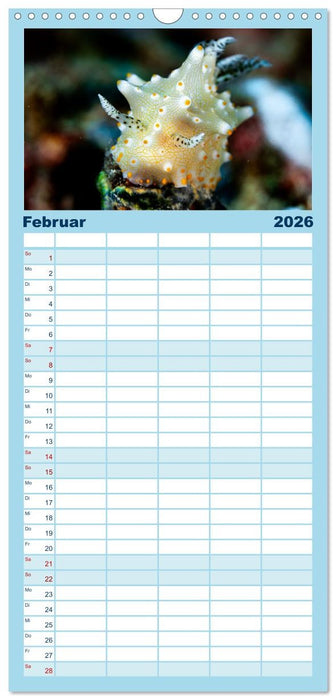 Nudis – Die bunte Welt der Nacktschnecken (CALVENDO Familienplaner 2026)