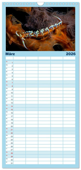 Nudis – Die bunte Welt der Nacktschnecken (CALVENDO Familienplaner 2026)