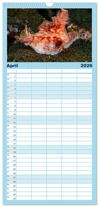Nudis – Die bunte Welt der Nacktschnecken (CALVENDO Familienplaner 2026)