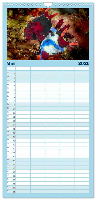 Nudis – Die bunte Welt der Nacktschnecken (CALVENDO Familienplaner 2026)