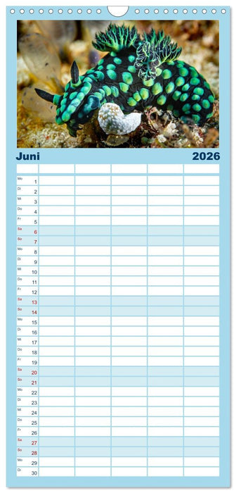 Nudis – Die bunte Welt der Nacktschnecken (CALVENDO Familienplaner 2026)