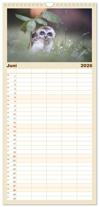 Eulen - schön und geheimnisvoll (CALVENDO Familienplaner 2026)