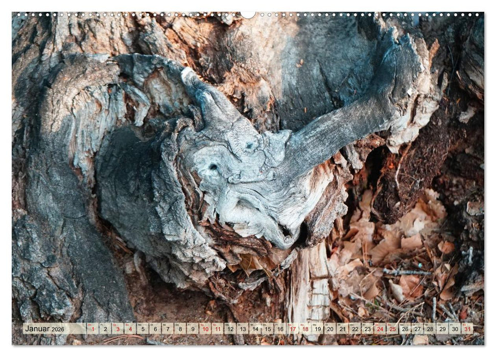 Geisterbäume (CALVENDO Wandkalender 2026)