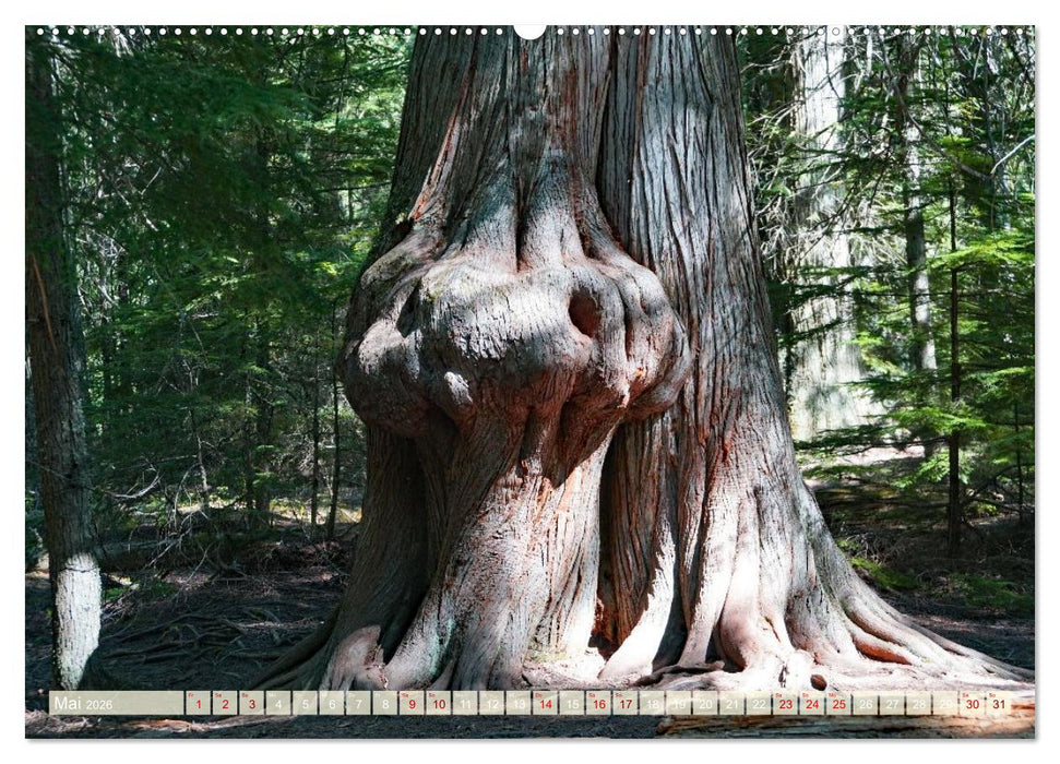 Geisterbäume (CALVENDO Wandkalender 2026)