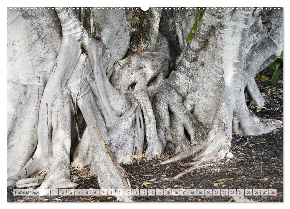 Geisterbäume (CALVENDO Premium Wandkalender 2026)