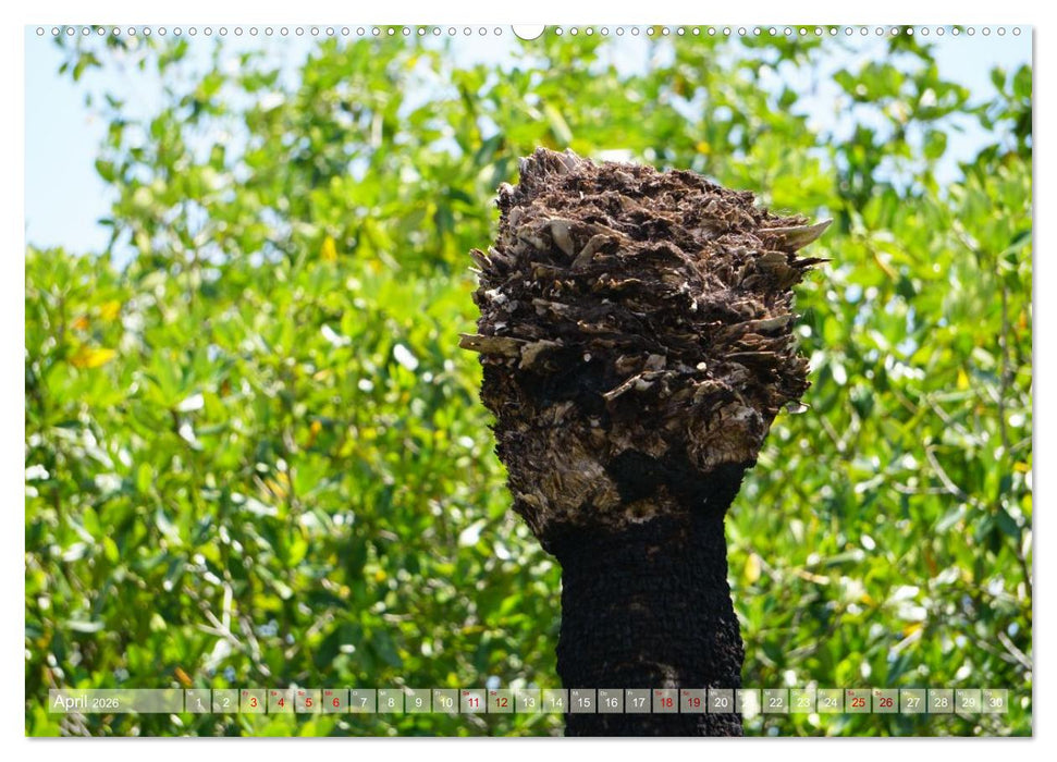 Geisterbäume (CALVENDO Premium Wandkalender 2026)