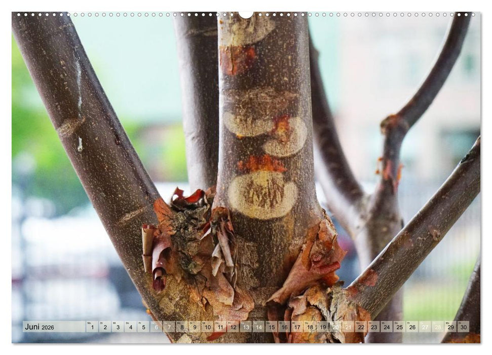 Geisterbäume (CALVENDO Premium Wandkalender 2026)