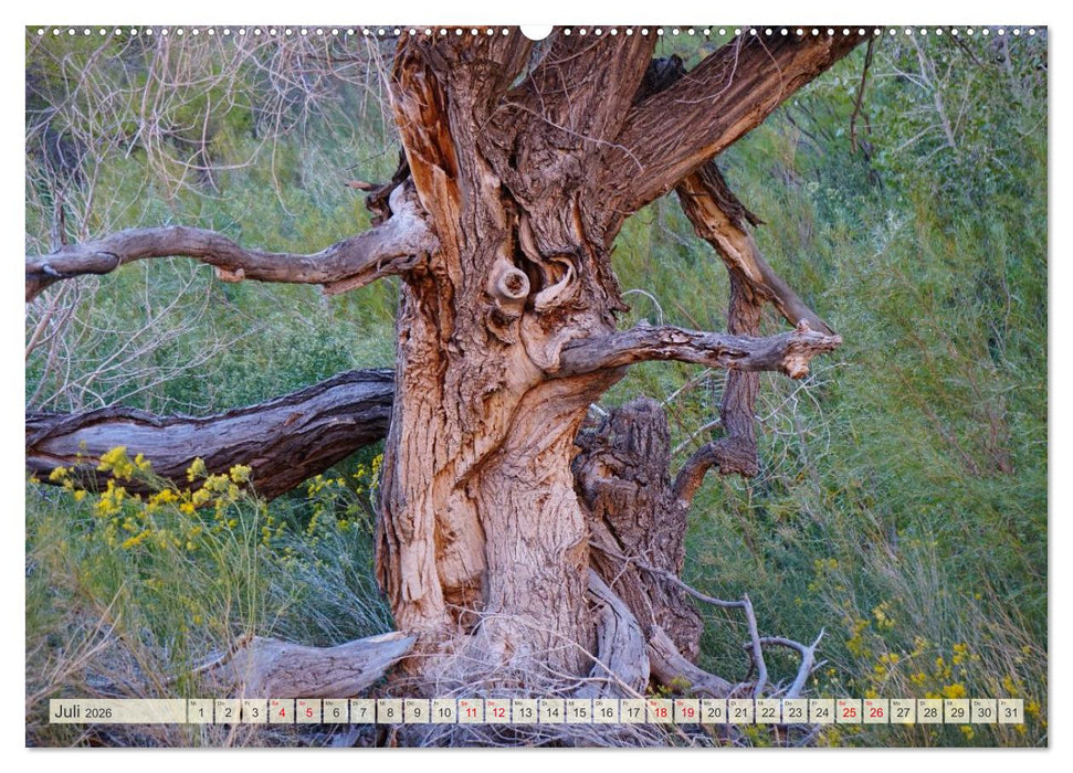 Geisterbäume (CALVENDO Premium Wandkalender 2026)