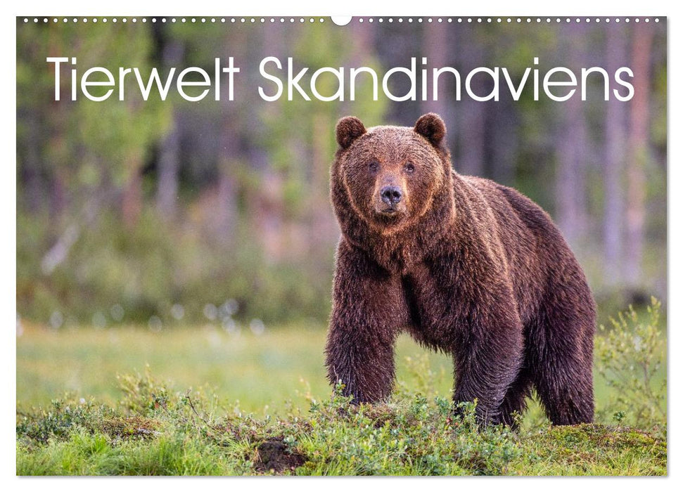 Tierwelt Skandinaviens (CALVENDO Wandkalender 2026)