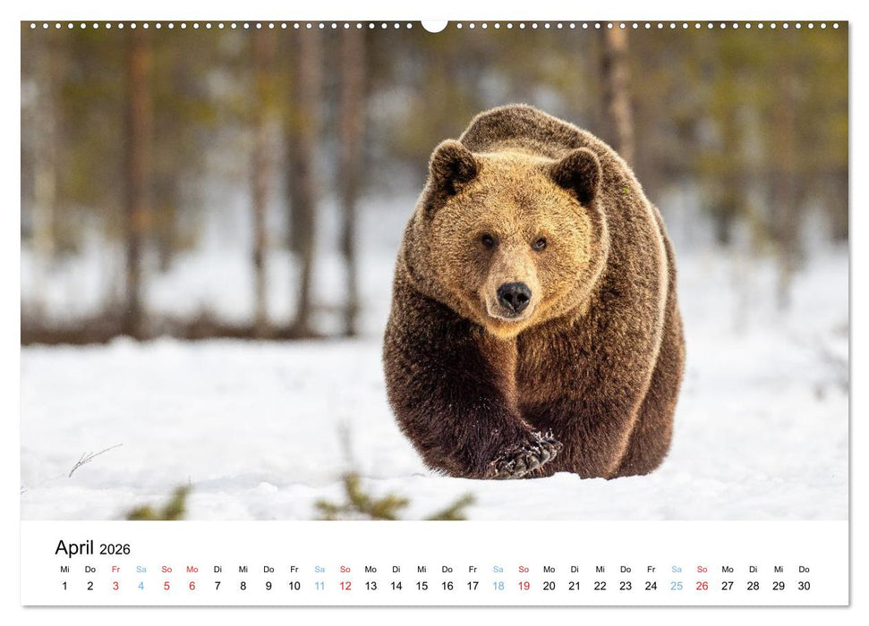 Tierwelt Skandinaviens (CALVENDO Wandkalender 2026)