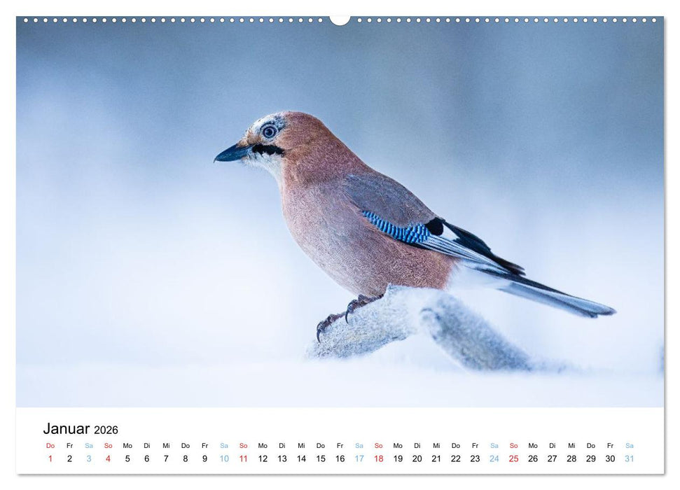 Tierwelt Skandinaviens (CALVENDO Premium Wandkalender 2026)