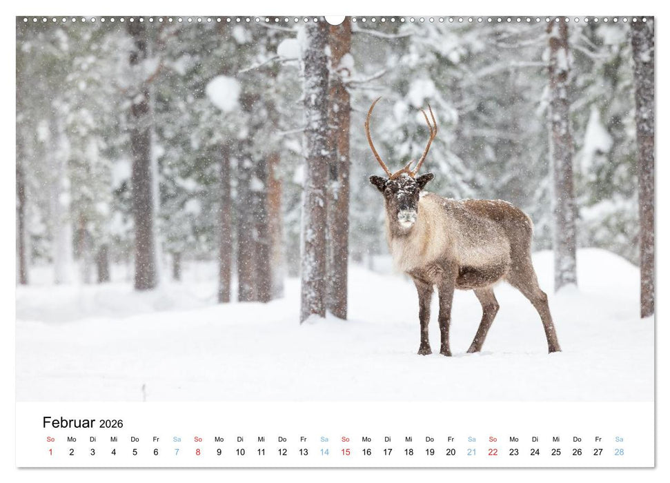 Tierwelt Skandinaviens (CALVENDO Premium Wandkalender 2026)