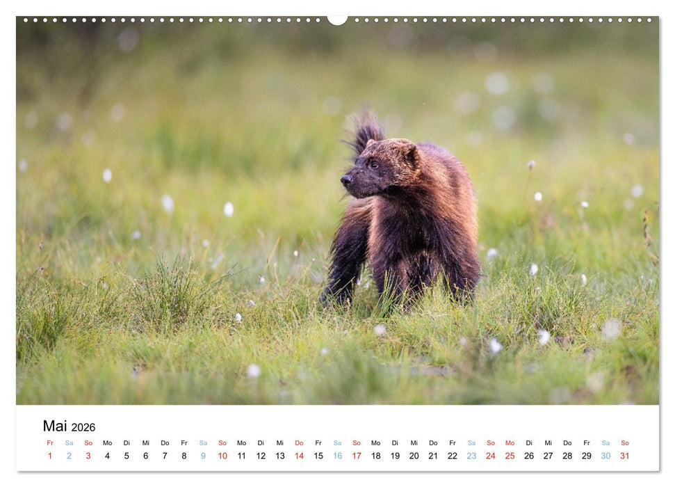 Tierwelt Skandinaviens (CALVENDO Premium Wandkalender 2026)