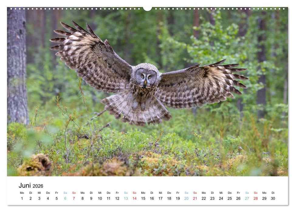 Tierwelt Skandinaviens (CALVENDO Premium Wandkalender 2026)