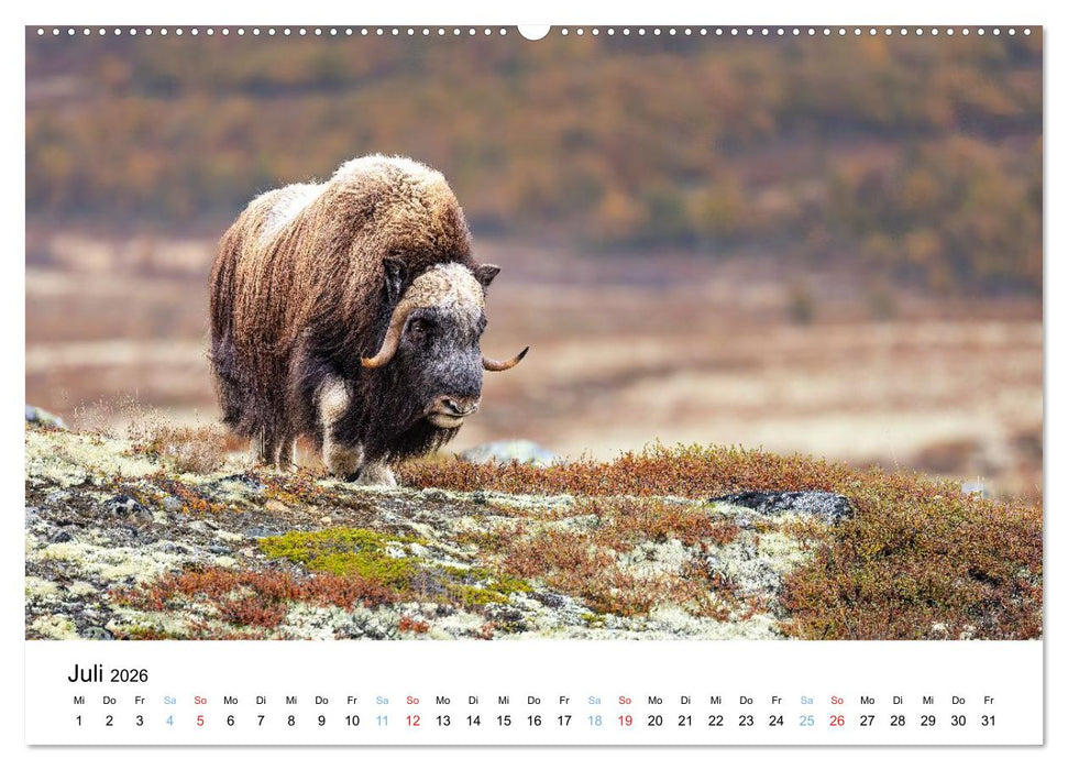 Tierwelt Skandinaviens (CALVENDO Premium Wandkalender 2026)