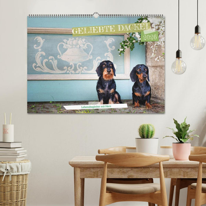 Geliebte Dackel (CALVENDO Wandkalender 2026)