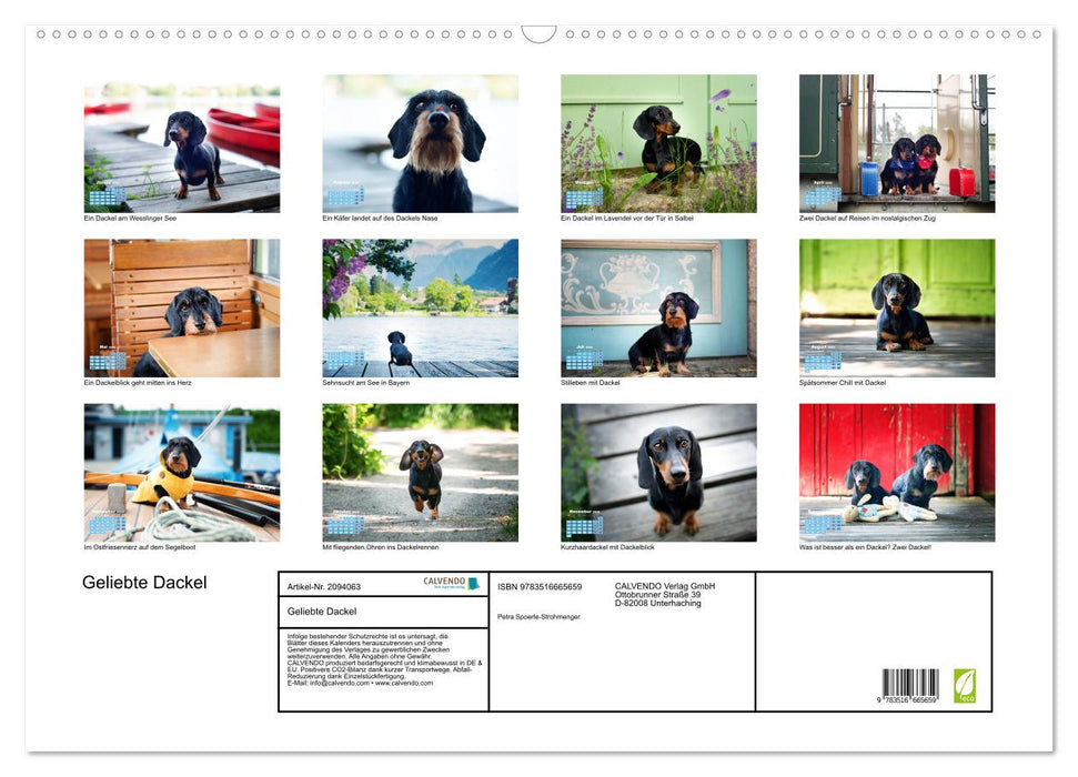 Geliebte Dackel (CALVENDO Wandkalender 2026)