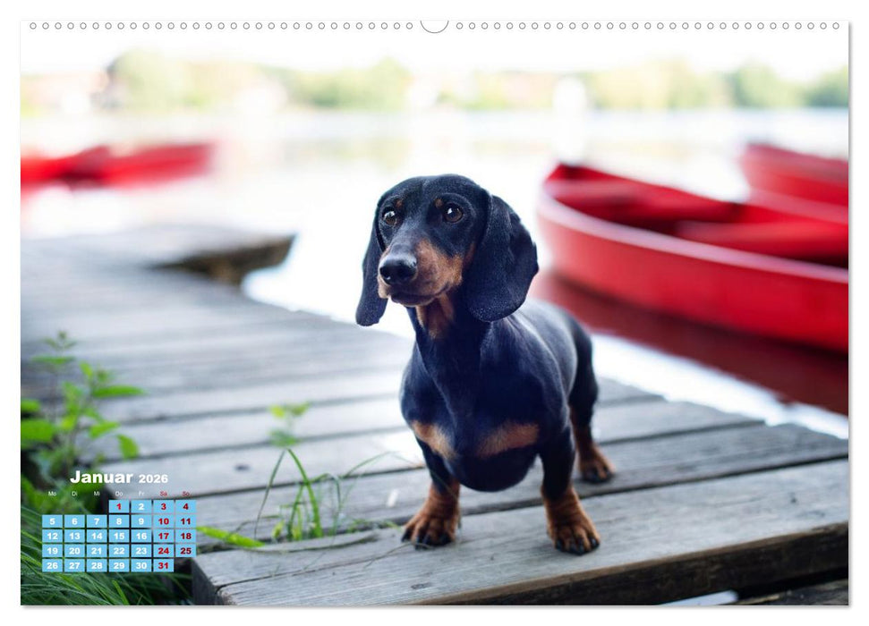Geliebte Dackel (CALVENDO Wandkalender 2026)