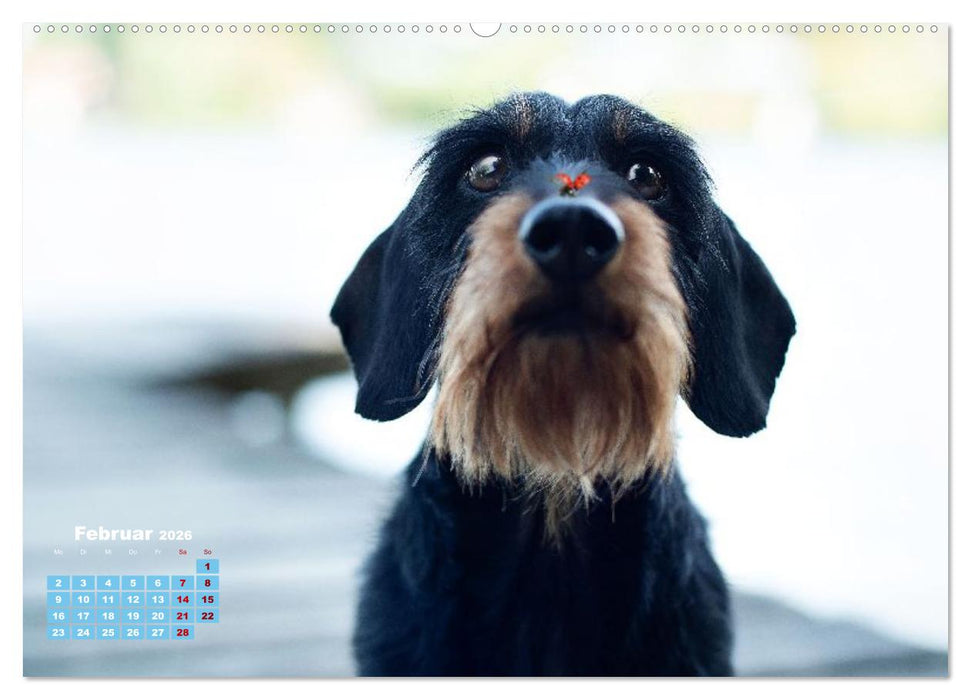 Geliebte Dackel (CALVENDO Wandkalender 2026)