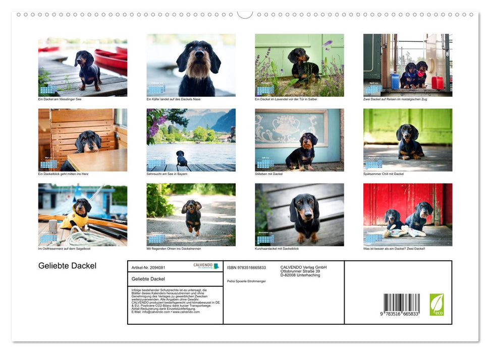 Geliebte Dackel (CALVENDO Premium Wandkalender 2026)