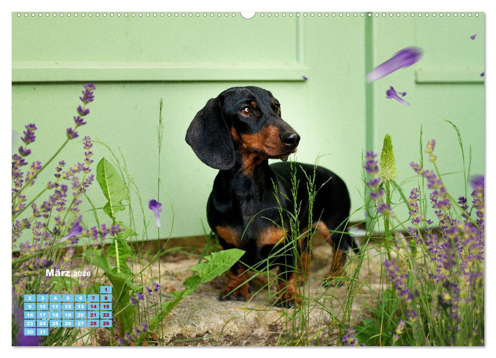 Geliebte Dackel (CALVENDO Premium Wandkalender 2026)