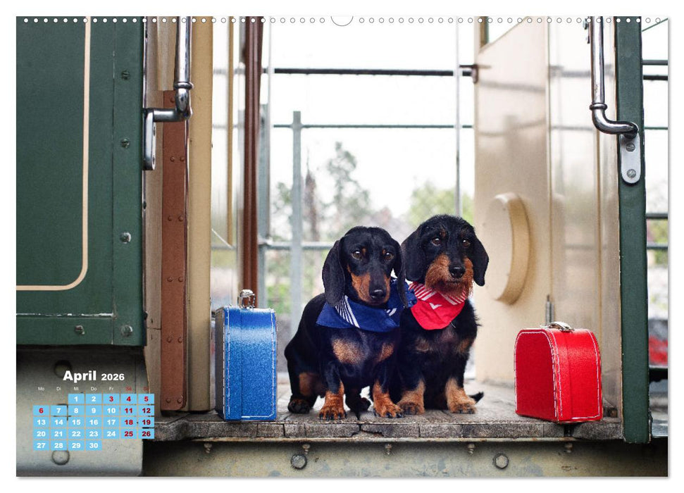 Geliebte Dackel (CALVENDO Premium Wandkalender 2026)