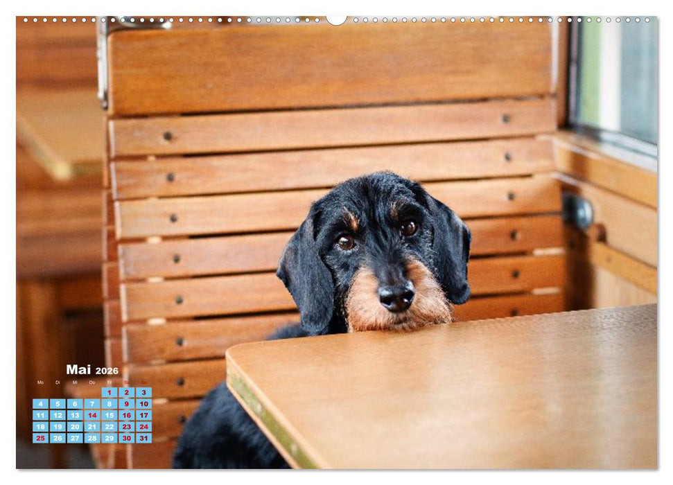 Geliebte Dackel (CALVENDO Premium Wandkalender 2026)