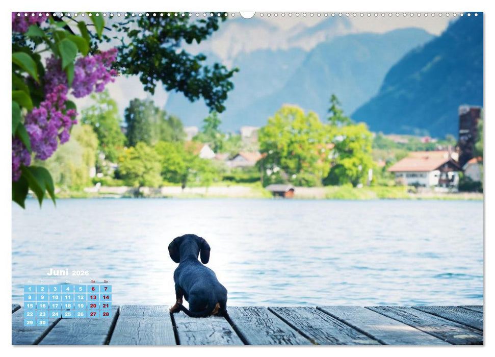 Geliebte Dackel (CALVENDO Premium Wandkalender 2026)