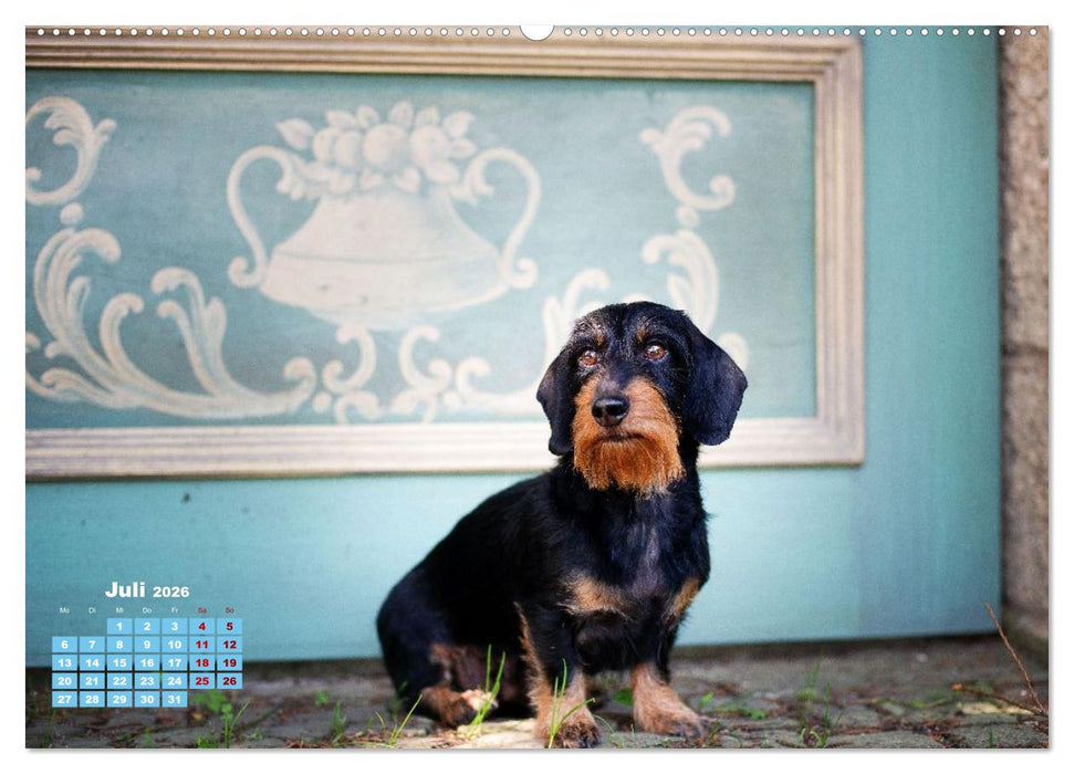 Geliebte Dackel (CALVENDO Premium Wandkalender 2026)